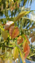 Close-up of fruit on tree