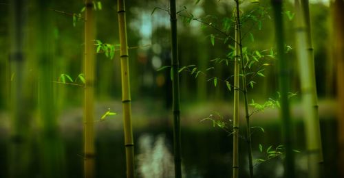 green