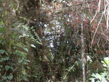 Low angle view of trees