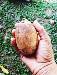 Close-up of hand holding apple