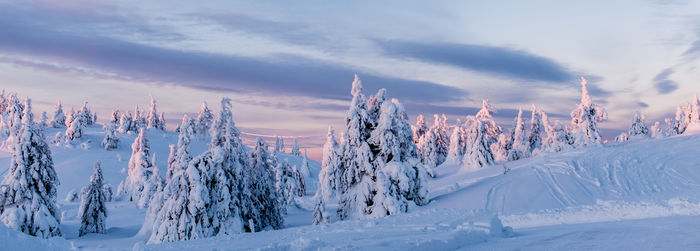 Panoramic view of trees on snow covered landscape