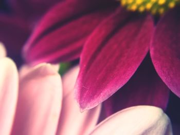 Macro shot of pink flower