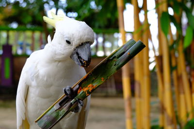 Close-up of cockatoo eating food