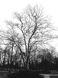 Low angle view of bare trees against sky