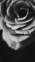 Close-up of wet rose