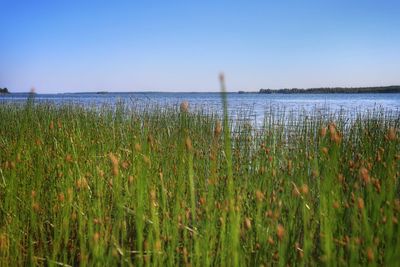 Scenic view of sea against clear sky