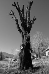 Bare tree against clear sky