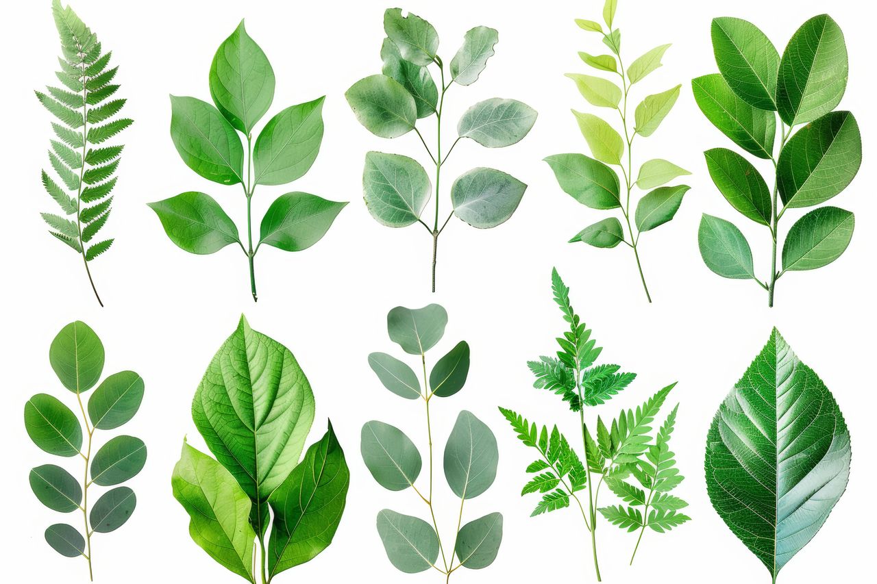 Green leaves collaged on white Leaf Green White Object Plant Ficus Herbal Foliage Large Fresh Collage Eco Herb Organic Beautiful Texture Environment Healthy Garden Flora Summer Spring Ecology Herbarium Dew Pipal Nature Isolated Beauty Medicine Natural Botany Season  Environmental Droplet Backdrop Bright Brightly Freshness Nobody