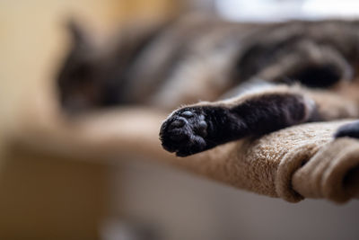 Close-up of a dog