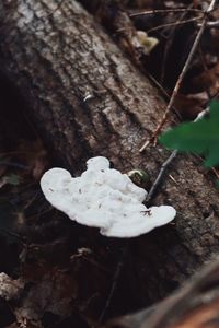 Close-up of white mushroom growing on tree