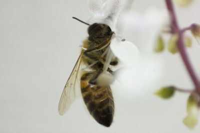 Close-up of bee on white flower