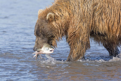 Grizzly bear with a fish in his mouth in hallo bay of katmai national park in alaska