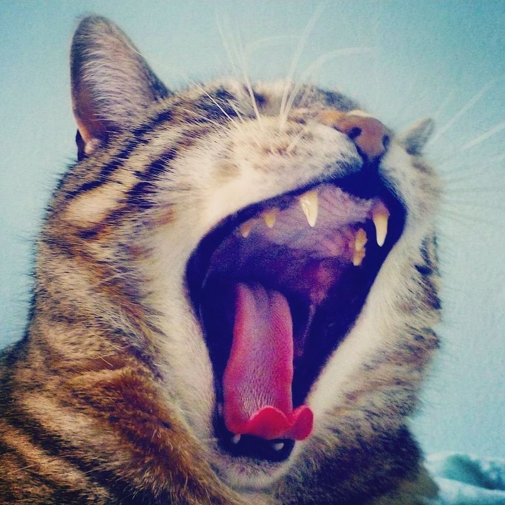 roar Fangs EyeEmNewHere EyeEm Best Shots EyeEmAnimalLover EyeEmCatlovers Catsofeyeem Kittycat Beautiful Ilovecats Loulou Sleepy Kitty Pets Domestic Cat Yawning Animal Tongue Mouth Open Close-up Whisker Cat Feline Animal Teeth Tabby