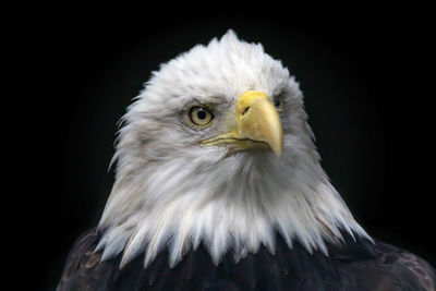 Close-up portrait of eagle against black background