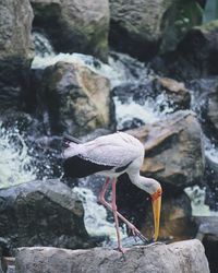 Close-up of bird perching on rock