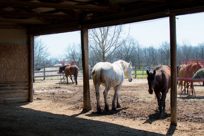 Horses standing in ranch against sky