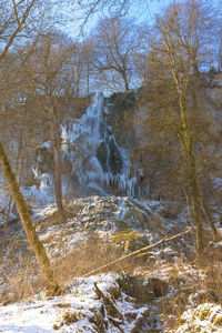 Trees in forest during winter