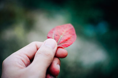 Close-up of hand holding red leaf