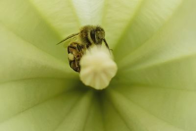 Close-up of bee on flower