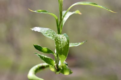 Close-up of plant