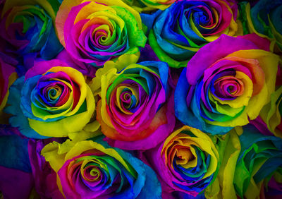 Close-up of multi colored roses