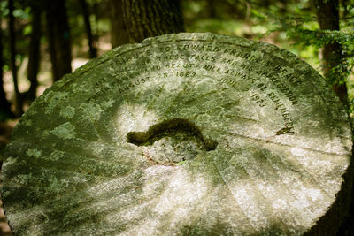 Close-up of moss growing on tree in forest