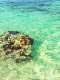 Reflection of trees in water