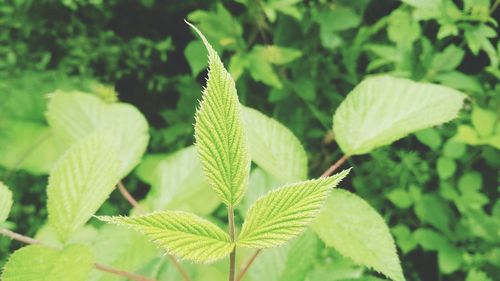 Close-up of fresh green plant