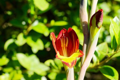 Close-up of red flowers