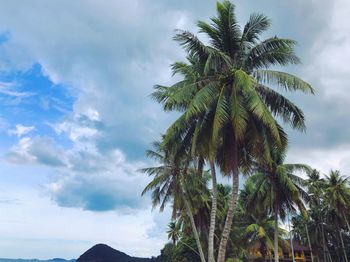 Low angle view of palm trees against sky