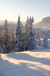 Snowy fir trees in a soft light by sunset in the austrian alps