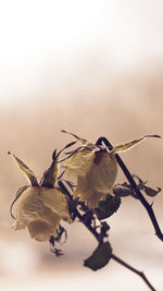 Close-up of wilted flower