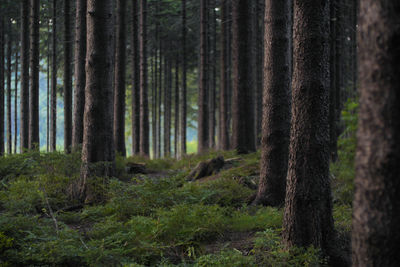 Pine trees in forest