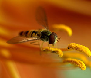 Close-up of bee on flower