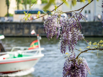 Cherry blossom tree by river