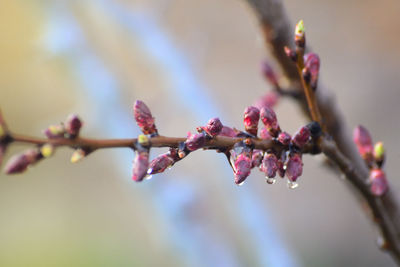 Close-up of cherry blossom tree