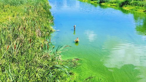 High angle view of plants in lake