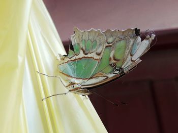 Close-up of butterfly on leaf