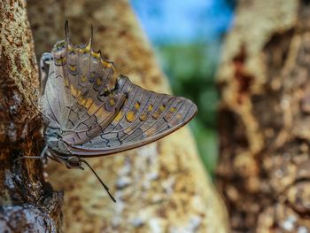 Close-up of butterfly