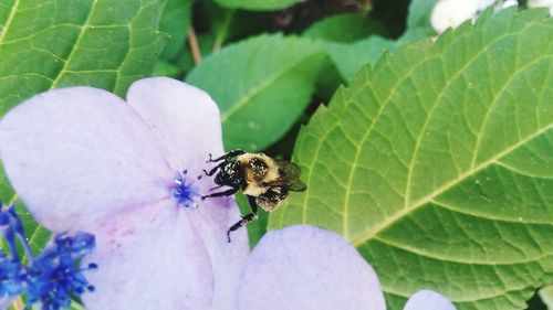 Close-up of bee pollinating on flower