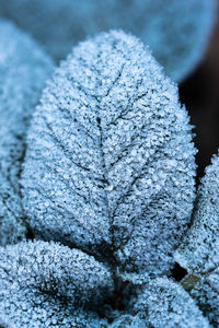 Close-up of frozen plant