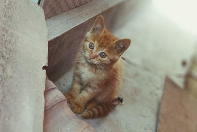 High angle view of cat sitting on floor