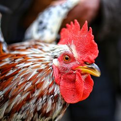 Close-up of rooster