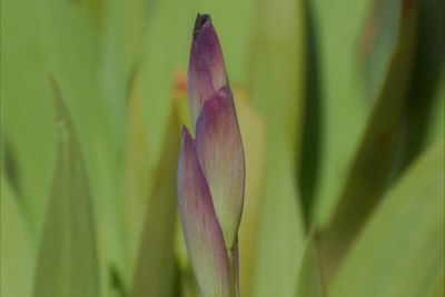 Close-up of flowering plant