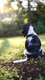 Dog sitting on field