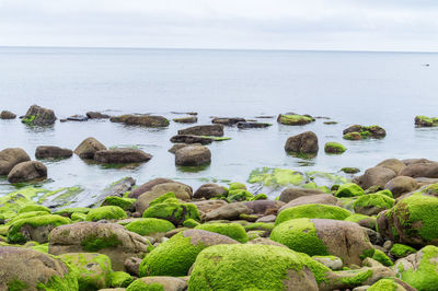 Mossy rocks at beach against sky