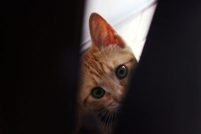 Close-up portrait of a cat