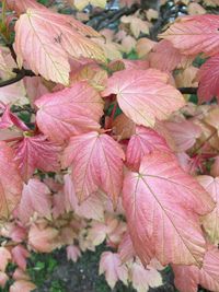 Close-up of pink flowers