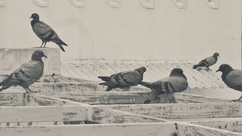 Pigeon perching on wall