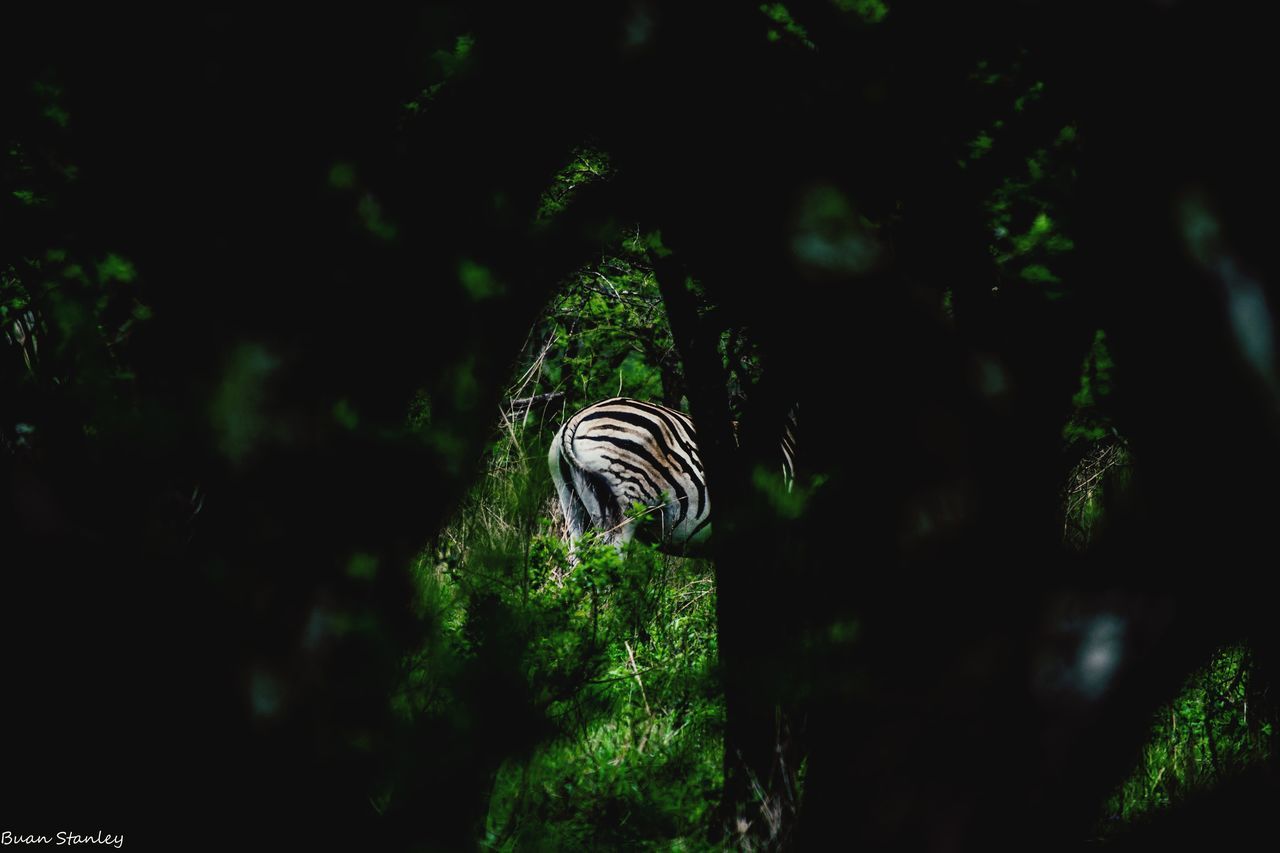 VIEW OF AN ANIMAL ON TREE